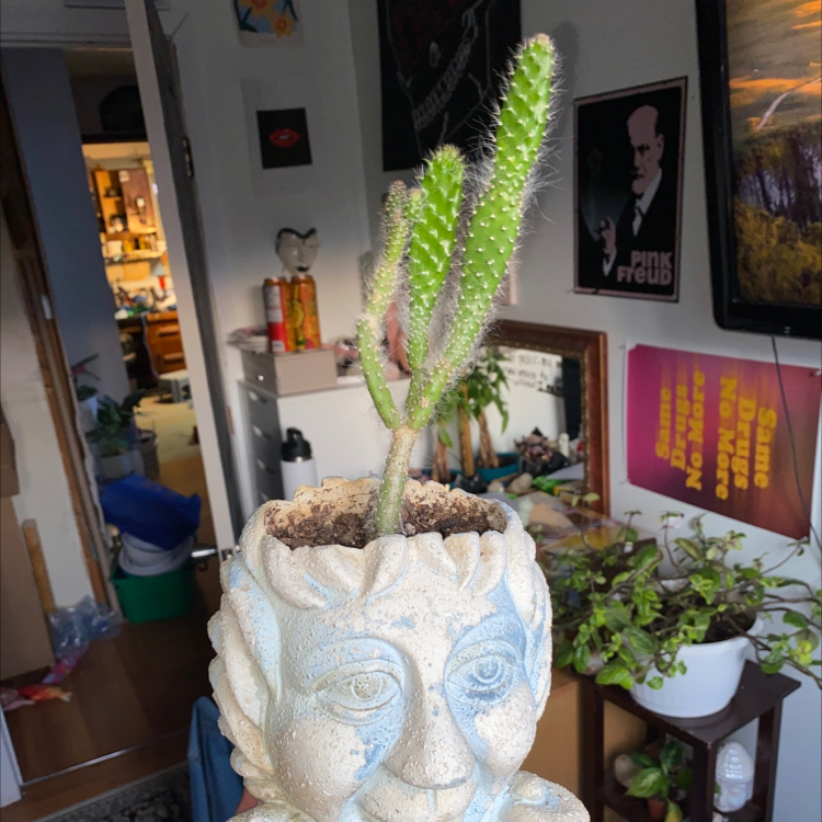 Snow Prickly Pear plant in a decorative pot, held by a hand, with visible soil.