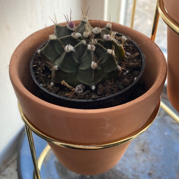Turbinicarpus schmiedickeanus cactus in a small pot, healthy and well-framed.