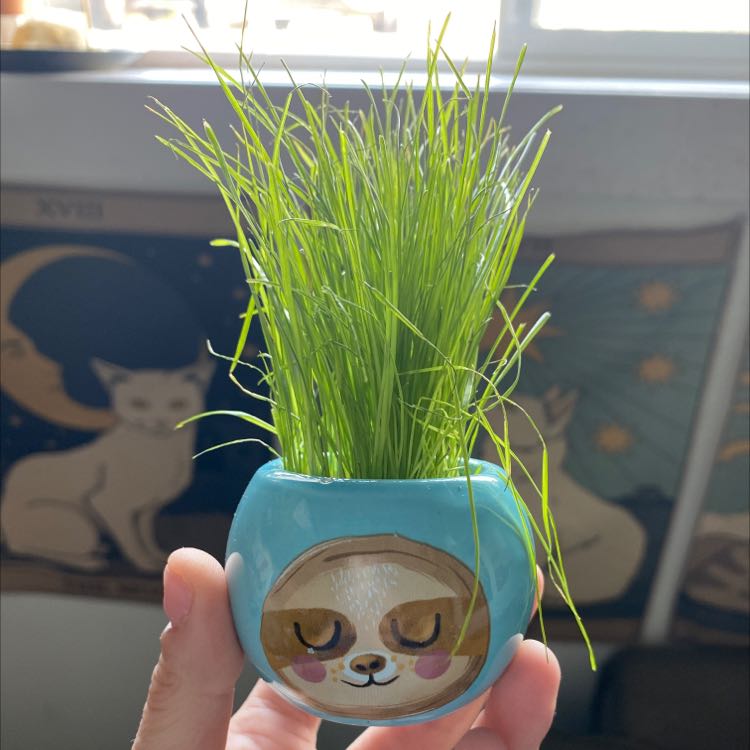 Wild Chives in a small decorative pot with a sloth face, held by a hand.