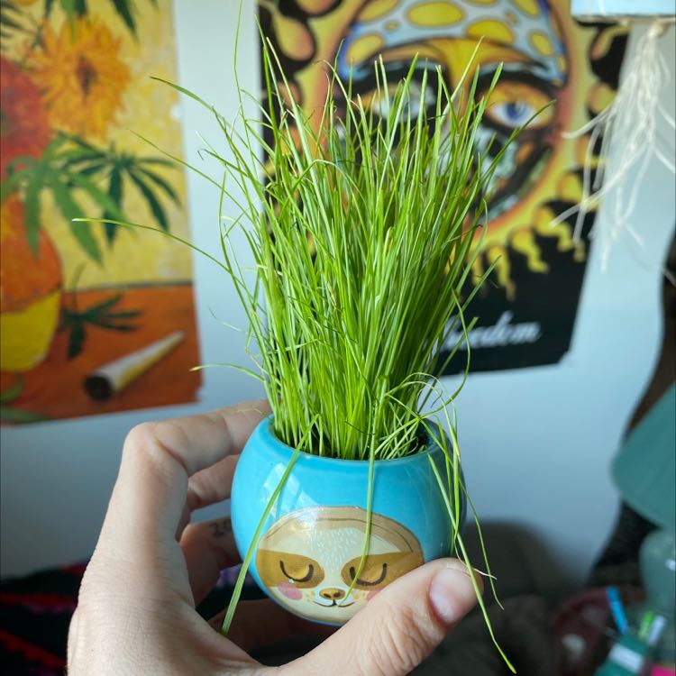A small pot of healthy wheatgrass being held by a hand with colorful posters in the background.