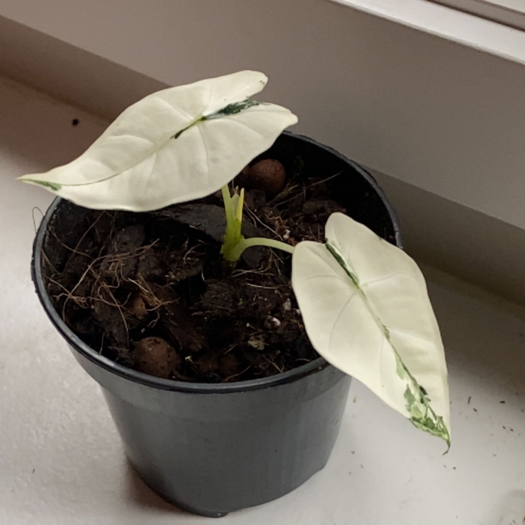 Variegated Alocasia frydek in a small pot with healthy white and green leaves.