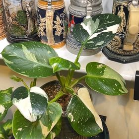 Photo of the plant species Philodendron White Wizard by @ModelEmerald named Kendall on Greg, the plant care app