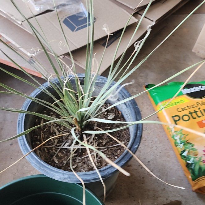 Photo of the plant species Desert Spoon 'Album' by @SnazzyLaceyoak named Dayana on Greg, the plant care app