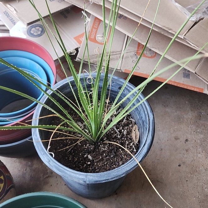 Photo of the plant species Texas Sotol by @SnazzyLaceyoak named Woody on Greg, the plant care app
