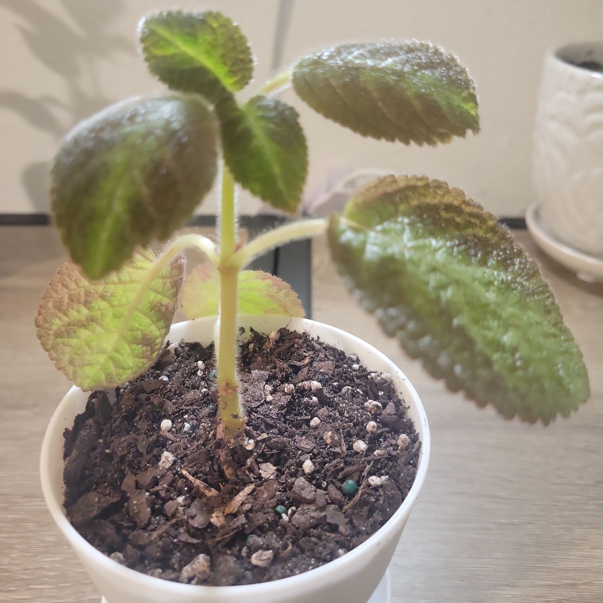 Photo of the plant species Flame Violet 'Karlyn' by @Blueyezmari named Karlyn on Greg, the plant care app