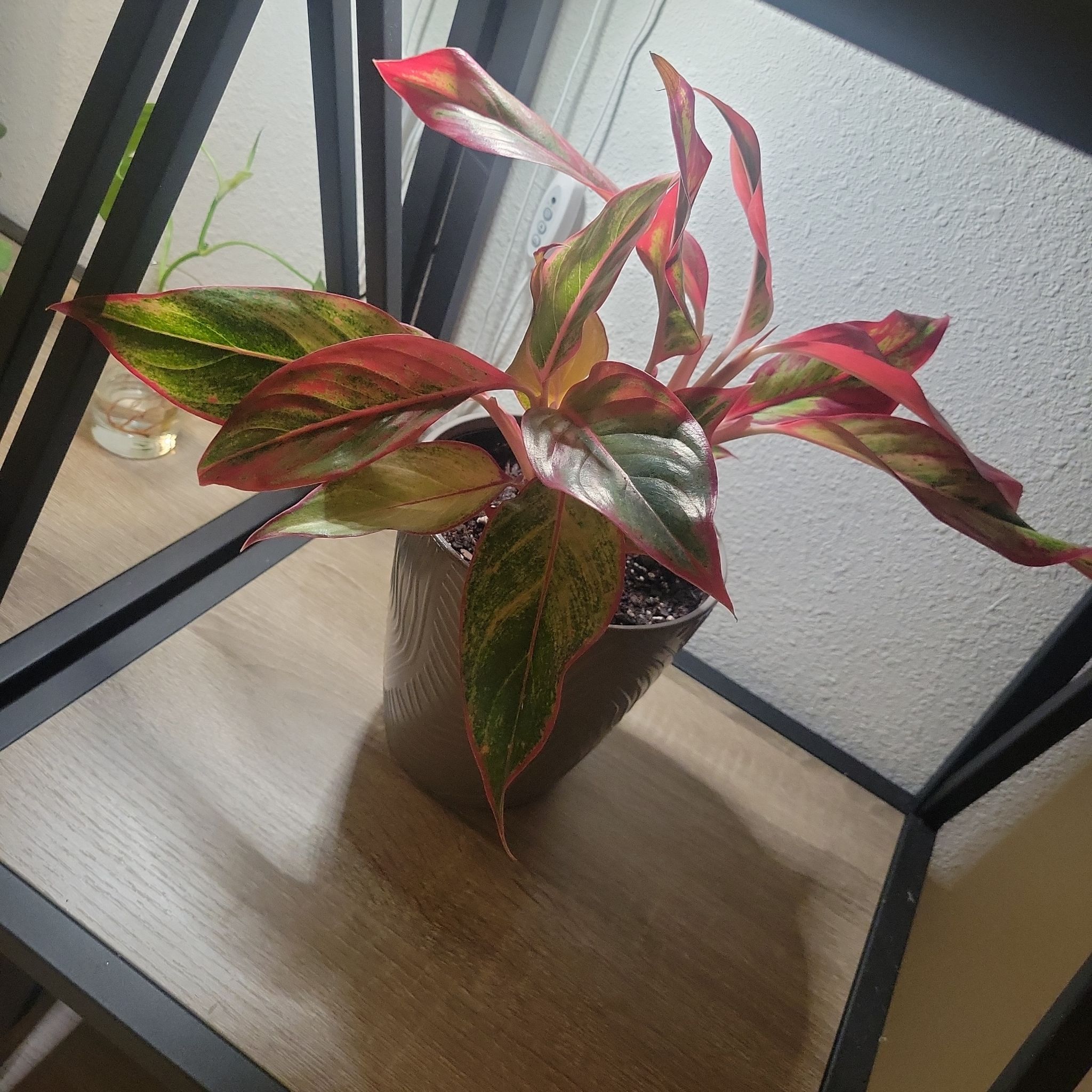 Photo of the plant species Red Chinese Evergreen by @Blueyezmari named Valentina on Greg, the plant care app