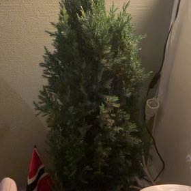 Photo of the plant species Hollywood Juniper by @YummySarcodes named Leonardo on Greg, the plant care app