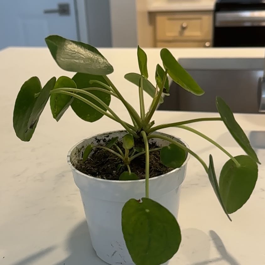 Morgan Treeman | A plant by @LucidGreenbeans on Greg