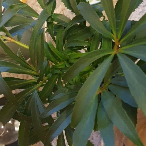 Photo of the plant species Bearsfoot Hellebore by @GoodYellowwort named Bruce Lee on Greg, the plant care app