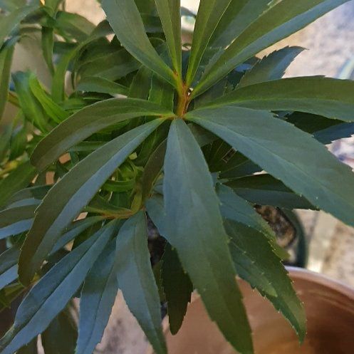 Photo of the plant species Bearsfoot Hellebore by @GoodYellowwort named Athena on Greg, the plant care app