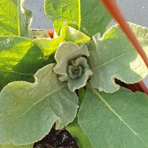 Photo of the plant species Mullein by @GoodYellowwort named Scarlett on Greg, the plant care app