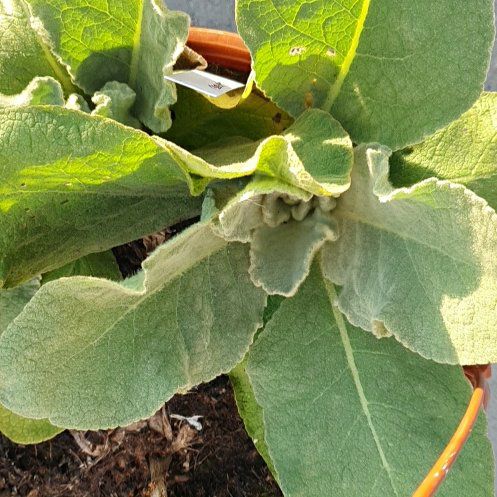 Photo of the plant species Mullein by @GoodYellowwort named Eva on Greg, the plant care app