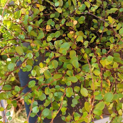 Photo of the plant species Creeping Wire Vine by @GoodYellowwort named Khaleesi on Greg, the plant care app