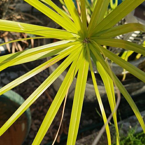 Photo of the plant species Cyperus Alternifolius by @GoodYellowwort named Elina on Greg, the plant care app