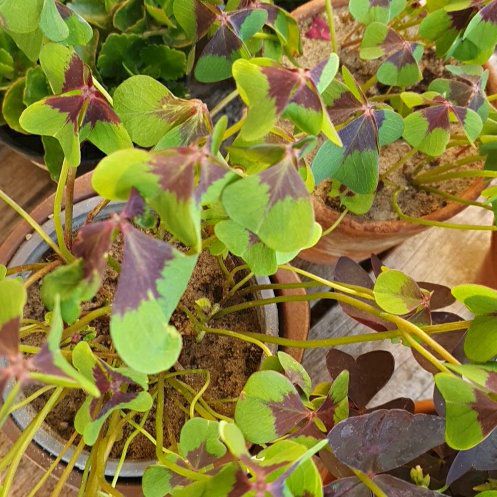 Photo of the plant species Iron Cross by @GoodYellowwort named Ronaldo on Greg, the plant care app