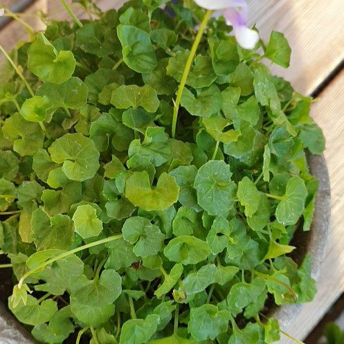 Photo of the plant species Native Violet by @GoodYellowwort named Gates on Greg, the plant care app