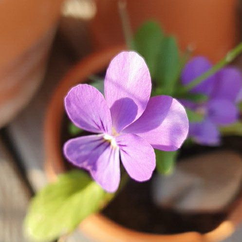 Photo of the plant species Wild Pansy by @GoodYellowwort named Zeus on Greg, the plant care app