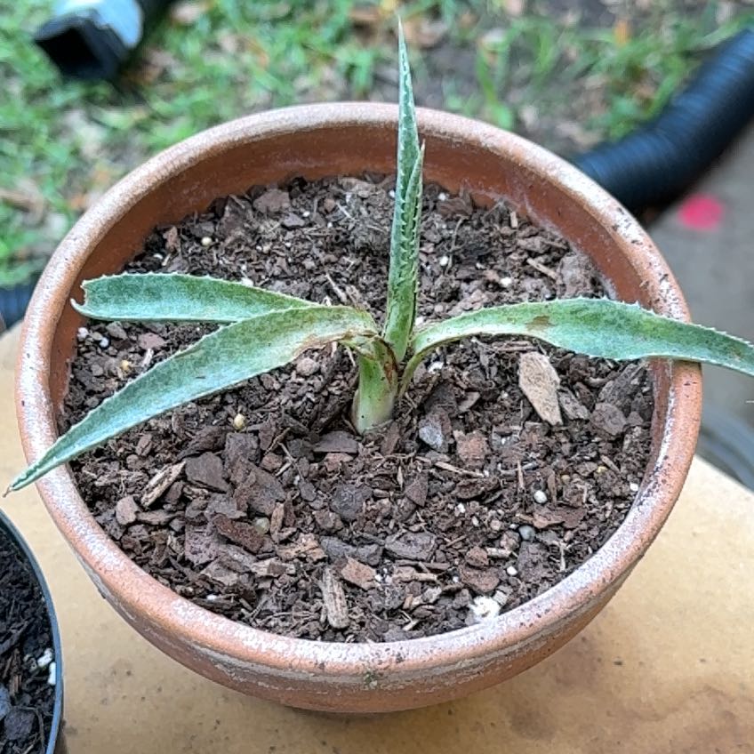 Photo of the plant species Mangave 'Freckles and Speckles' by @GentleLuronium named Terra on Greg, the plant care app