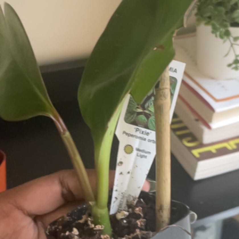 Photo of the plant species Pixie by @AppetentBokchoi named Denali on Greg, the plant care app