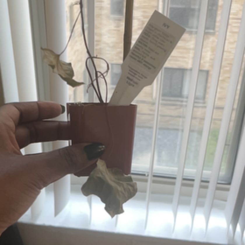 Plant care for Potatoe on Greg, the plant care app