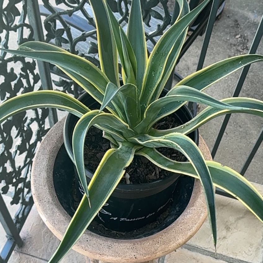 Photo of the plant species Variegated Agave Victoria Reginae by @RaleighsOasis named Harmony on Greg, the plant care app