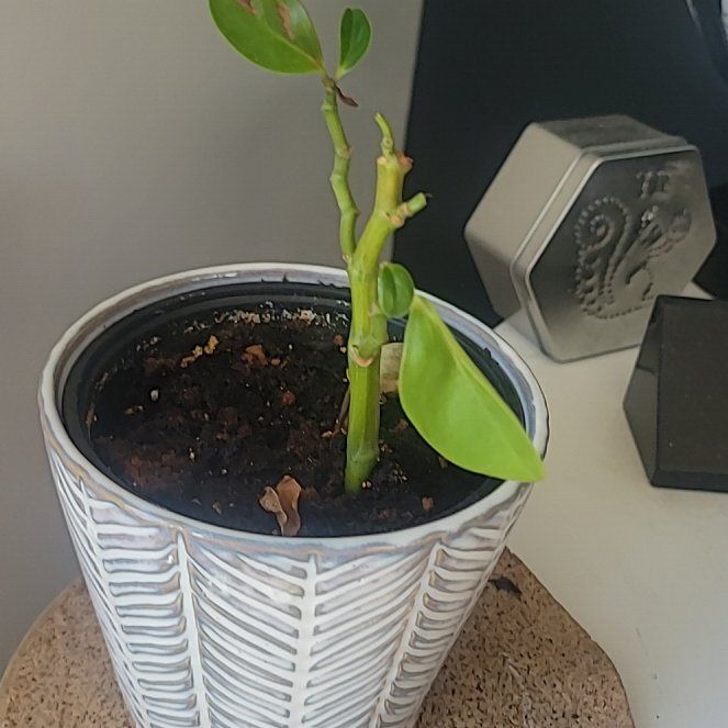 Photo of the plant species Money Plant by @CaringPyrethrum named Naomi on Greg, the plant care app