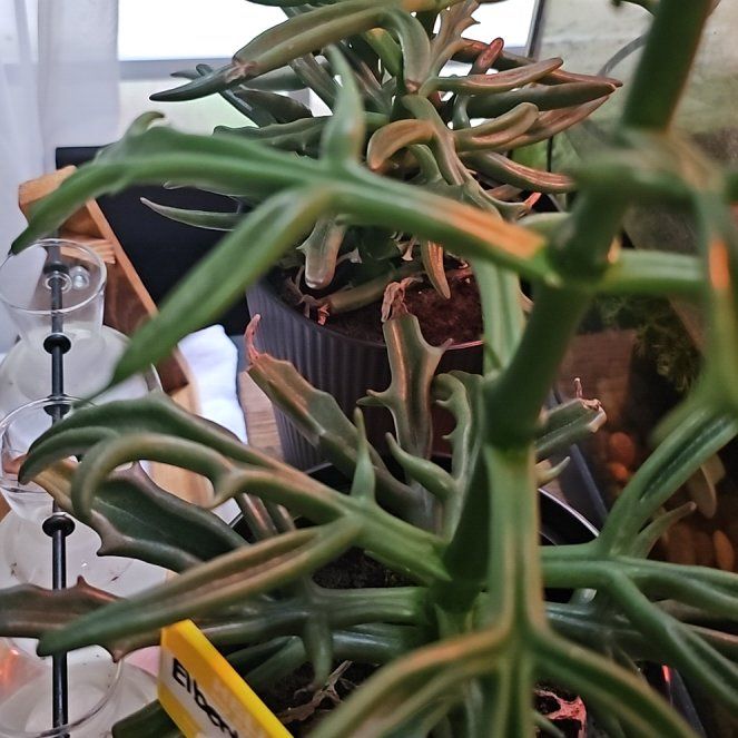 Photo of the plant species Kalanchoe Tarantula by @AdeptBeech named Elic  and Elbert on Greg, the plant care app