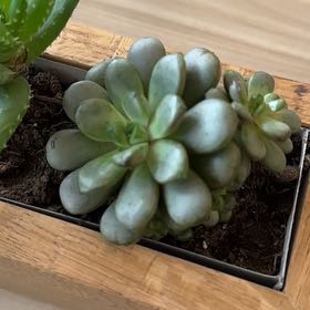 Photo of the plant species Graptoveria 'Amethorum' by @GiddyTamarack named Rosa on Greg, the plant care app