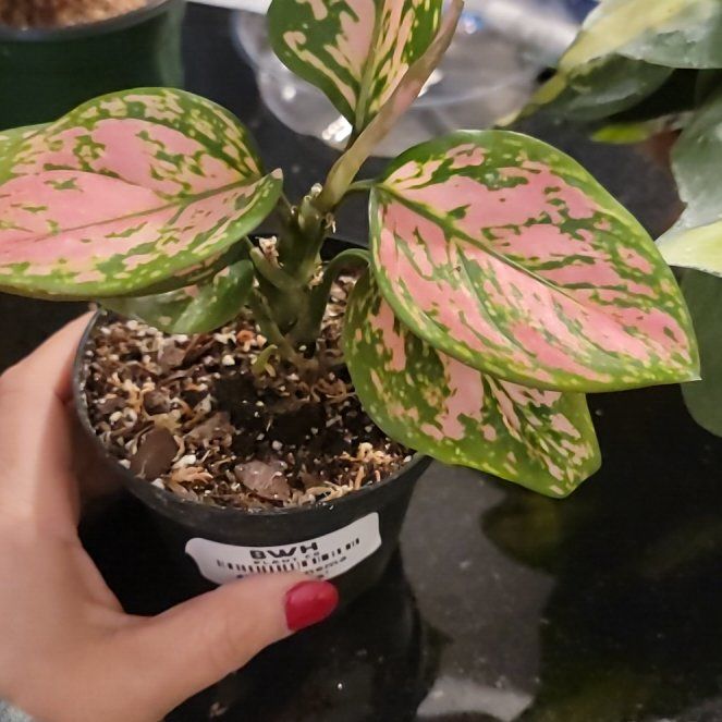 Photo of the plant species Aglaonema 'Pink Katrina' by @ProdigiousPurei named Baesil on Greg, the plant care app