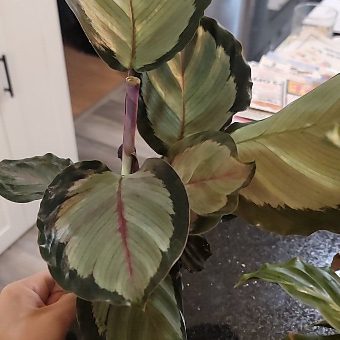 Photo of the plant species Calathea Royal Standard by @ProdigiousPurei named Foxxy on Greg, the plant care app