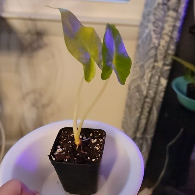 Photo of the plant species Lime Zinger Elephant Ear by @ProdigiousPurei named Daphne on Greg, the plant care app