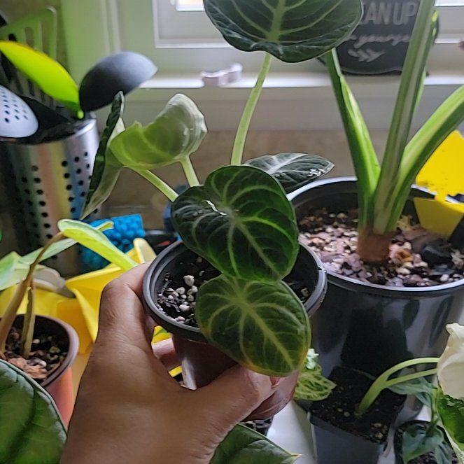 Photo of the plant species Alocasia Ninja Aurea by @ProdigiousPurei named Robert Plant on Greg, the plant care app
