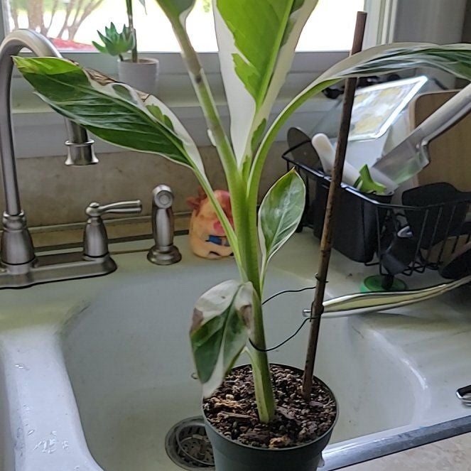 Photo of the plant species Ae Ae Banana by @ProdigiousPurei named Duke on Greg, the plant care app