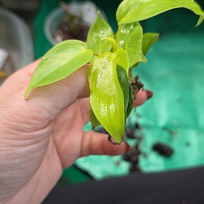 Photo of the plant species Jungle Fever Philodendron by @ProdigiousPurei named Scarlett on Greg, the plant care app