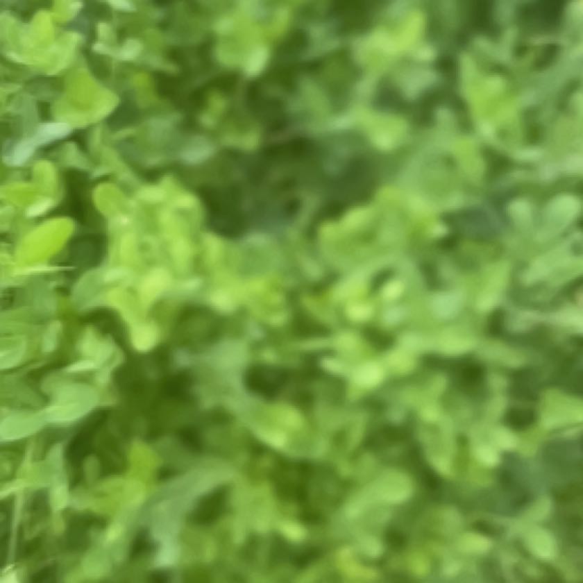 Photo of the plant species Strawberry Clover by @UnabashedViolet named Nemo on Greg, the plant care app
