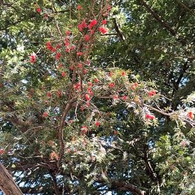 Photo of the plant species European Mountain Ash by @SteadfastPeony named Demi on Greg, the plant care app