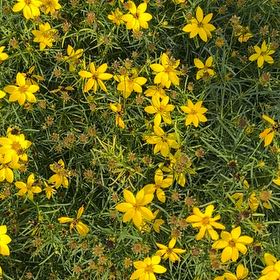 Photo of the plant species Whorled Tickseed by @GemTamarillo named Aristotle on Greg, the plant care app