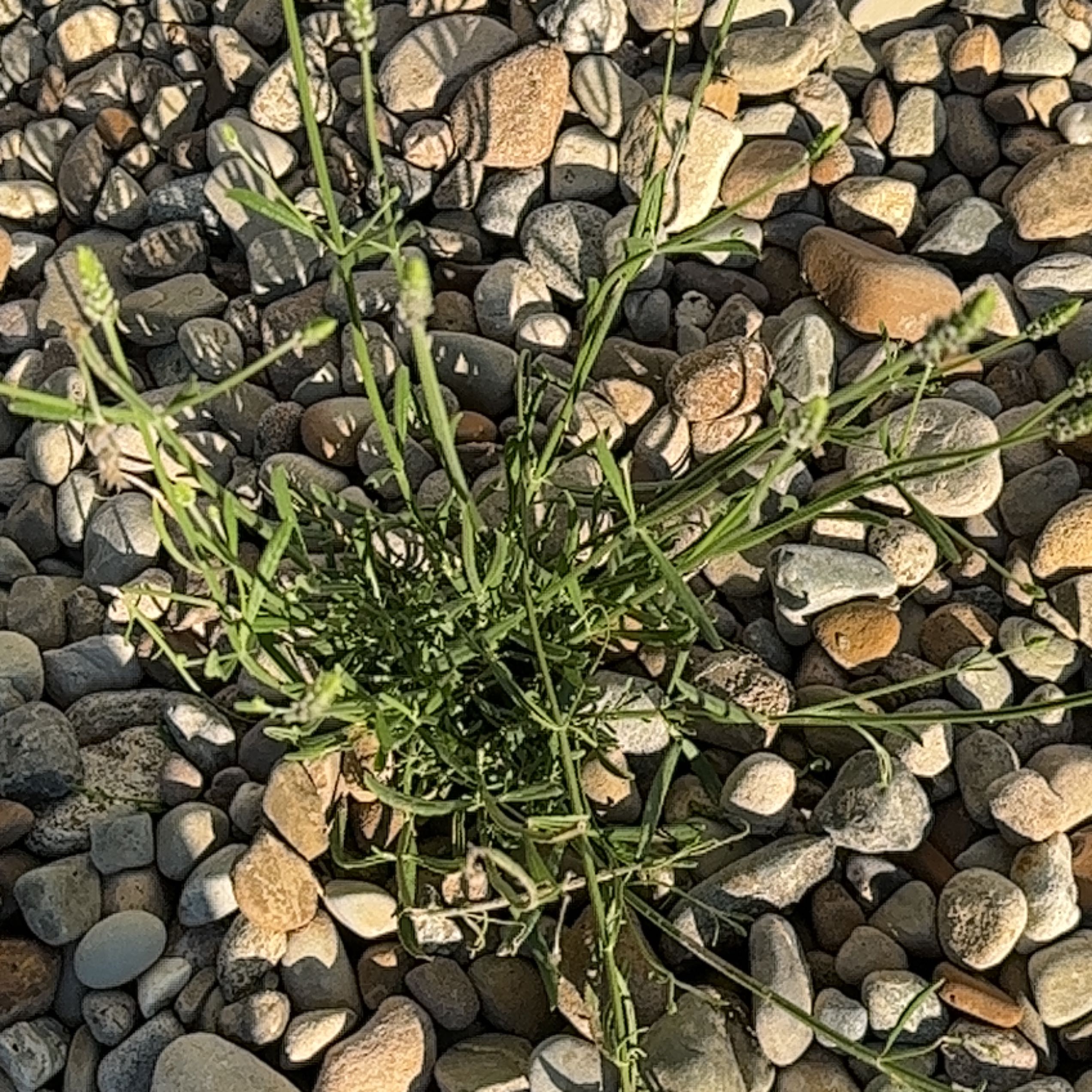 Photo of the plant species Garden lavender by @SpicyHornwort named Xena on Greg, the plant care app