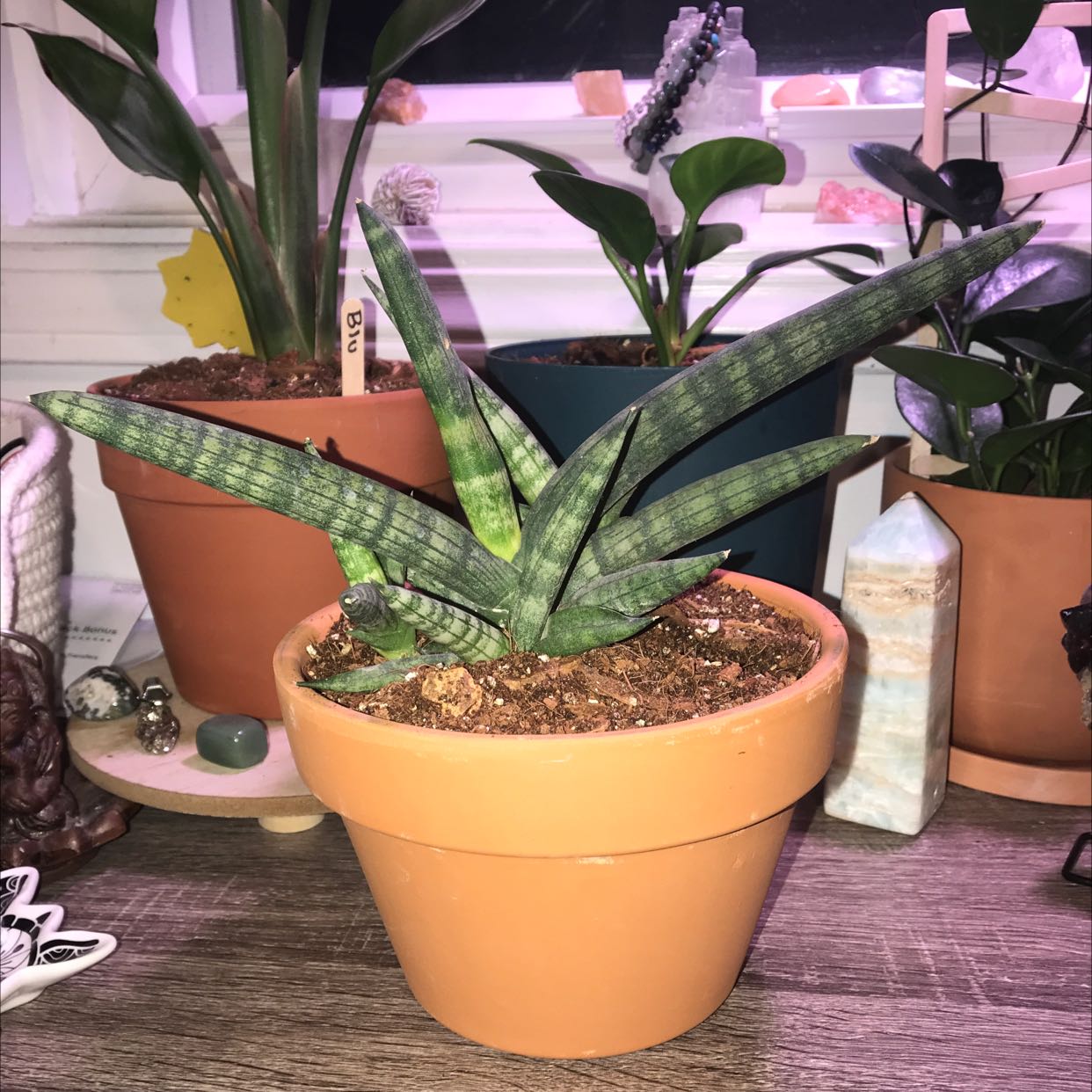 Starfish Snake Plant in a terracotta pot with visible soil, well-framed and in focus.