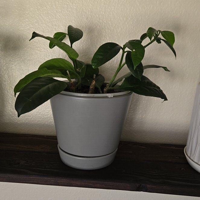 Photo of the plant species Shooting Stars Wax Plant by @LeisuredParsley named Zeus on Greg, the plant care app