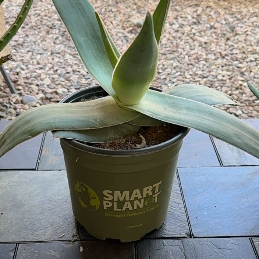 Potted Coral Aloe plant with broad, fleshy leaves on a tiled surface.