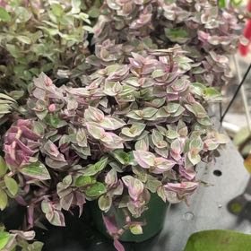 Photo of the plant species Aeschynanthus perrottetii var. malabarica by @NovelGreenalder named Pink Panther on Greg, the plant care app