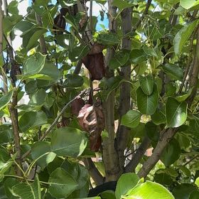 Photo of the plant species Common Pear by @BriskPoisonpie named Plato on Greg, the plant care app