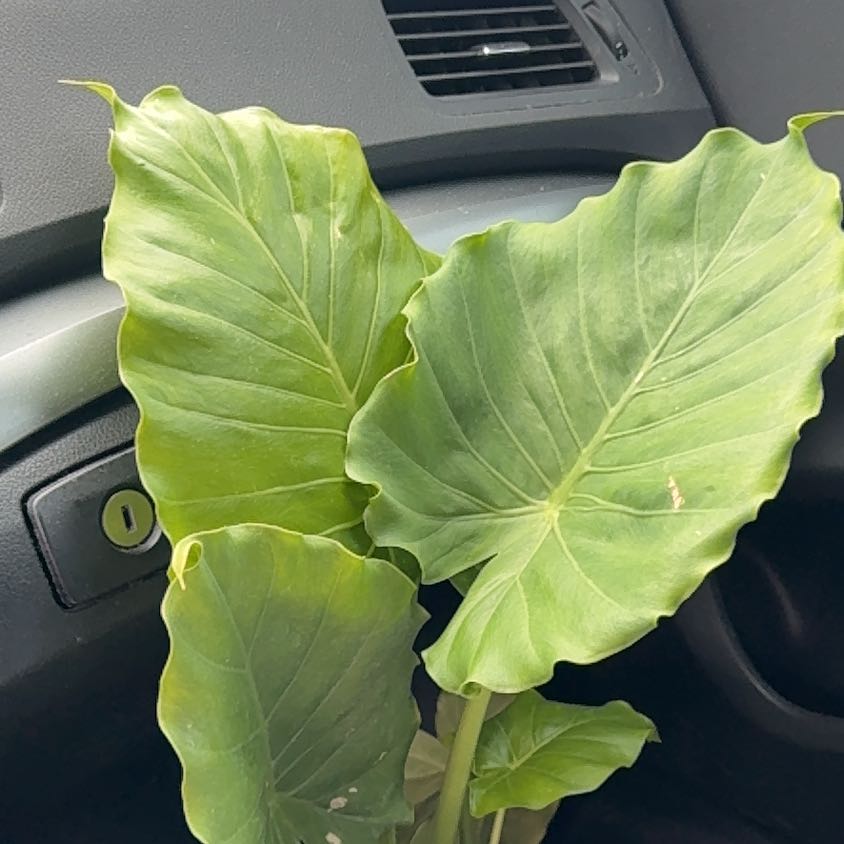 Photo of the plant species elephant ear by @StoutTutu named Vic on Greg, the plant care app