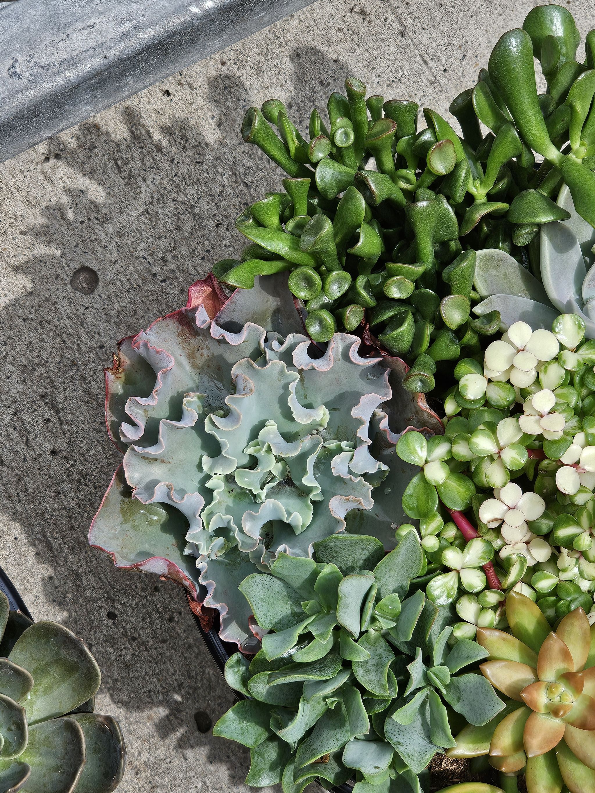 Photo of the plant species Echeveria 'Hawaii' by @ReassuringBlue named Lechuga on Greg, the plant care app