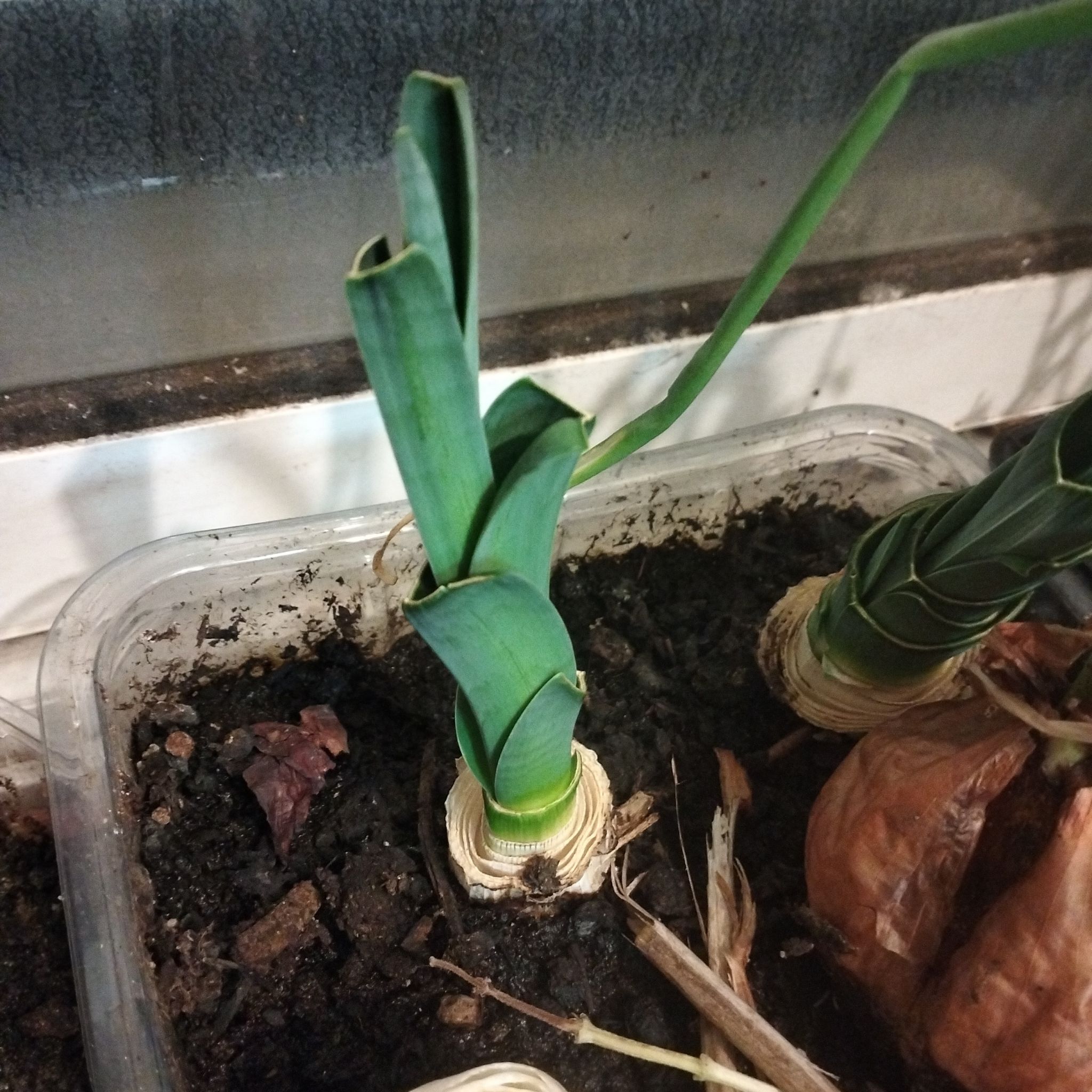 Photo of the plant species Round-Headed Leek by @PreciseShallot named McKinley on Greg, the plant care app