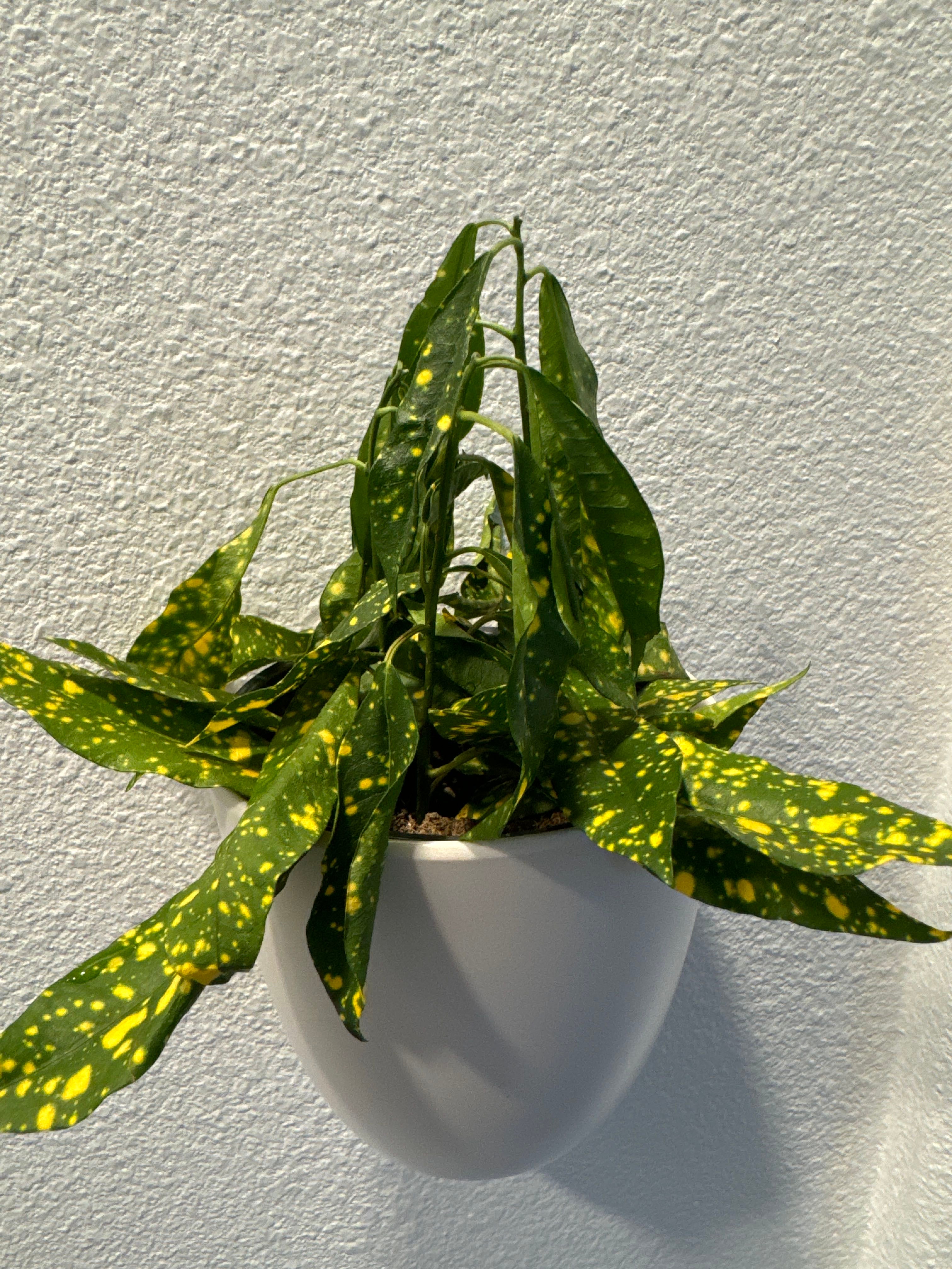 Aucuba 'Spring Gold' Plant Care Water, Light, Nutrients Greg App 🌱