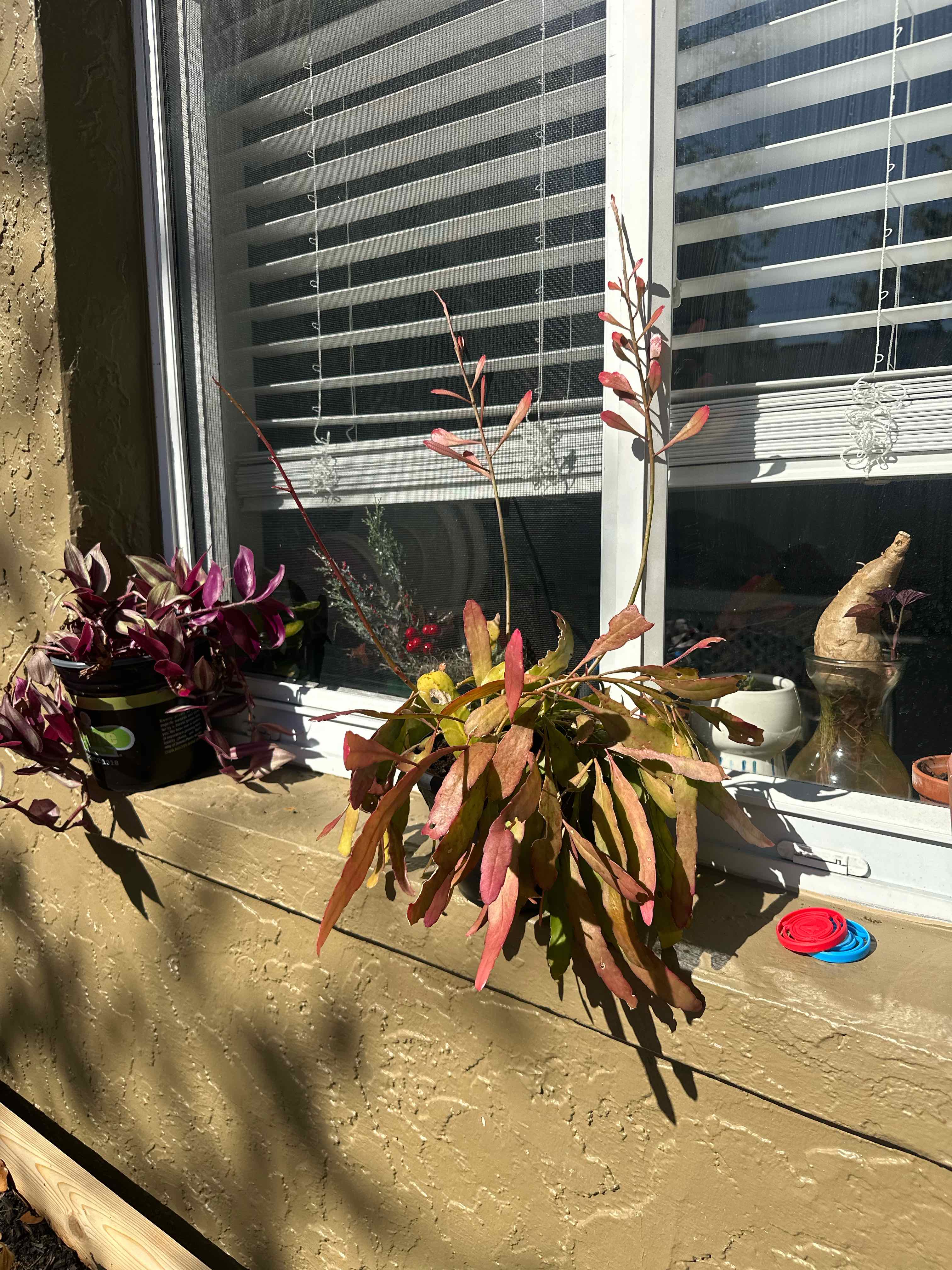 Photo of the plant species Assorted Epiphyllum by @LimberEarthstar named Solmere on Greg, the plant care app