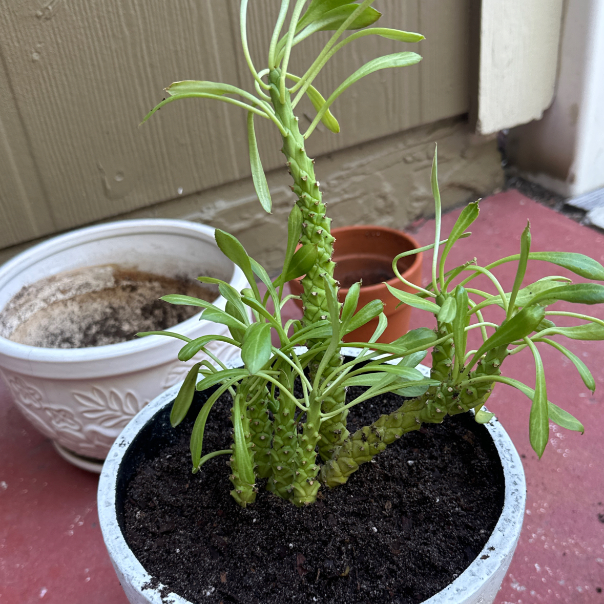 Photo of the plant species Monadenium Stapelioides variegated by @LimberEarthstar named Hydra on Greg, the plant care app