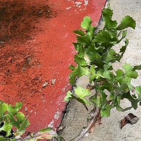 Photo of the plant species Ribbon Spurge by @LimberEarthstar named Rainier on Greg, the plant care app